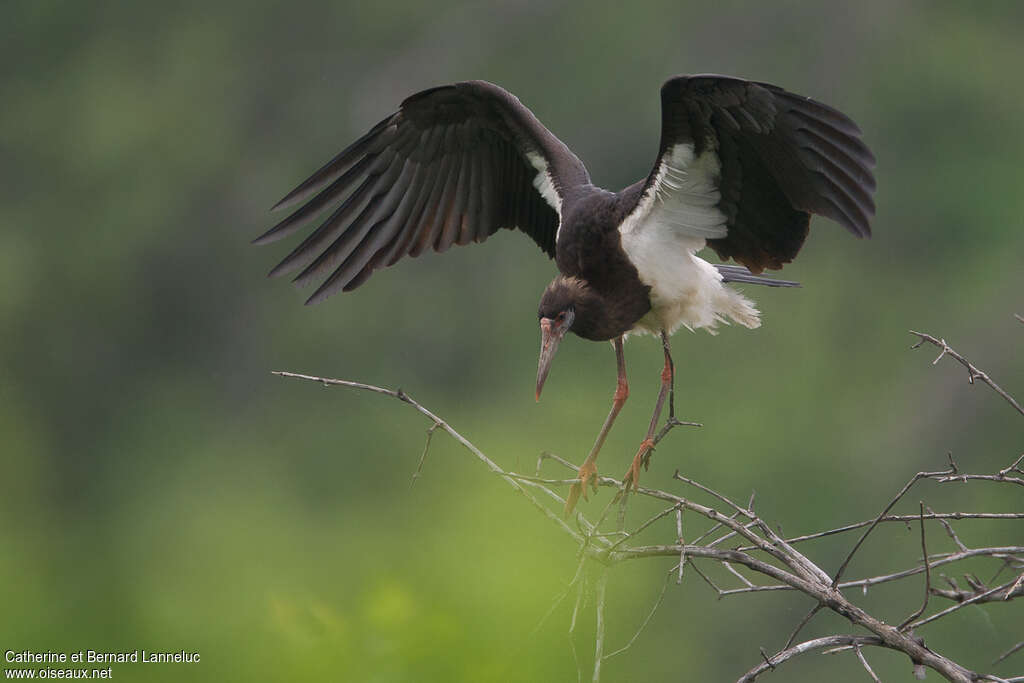 Cigogne d'Abdimadulte, composition, pigmentation, Comportement