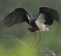 Abdim's Stork