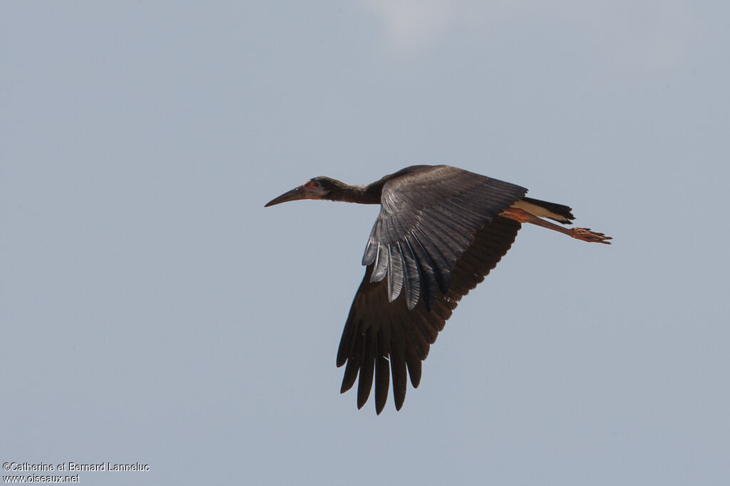 Cigogne d'Abdim, Vol