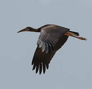 Cigogne d'Abdim