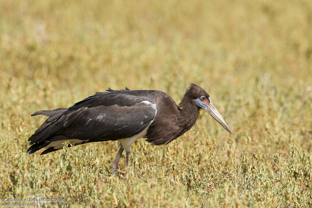 Cigogne d'Abdimadulte, identification