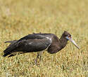 Cigogne d'Abdim