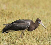 Abdim's Stork