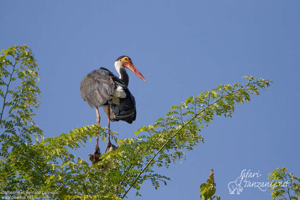 Cigogne de Stormadulte, identification