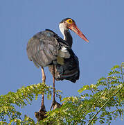 Cigogne de Storm