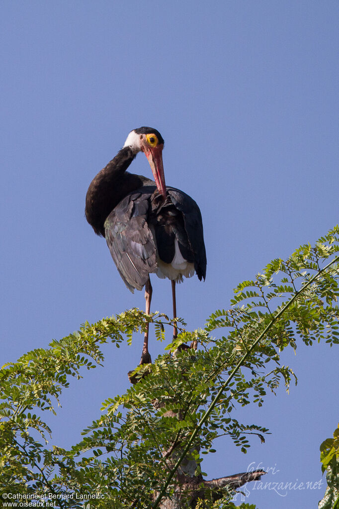 Cigogne de Stormadulte, soins