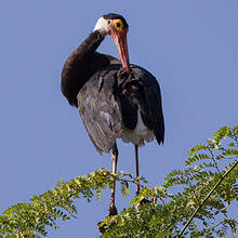 Cigogne de Storm