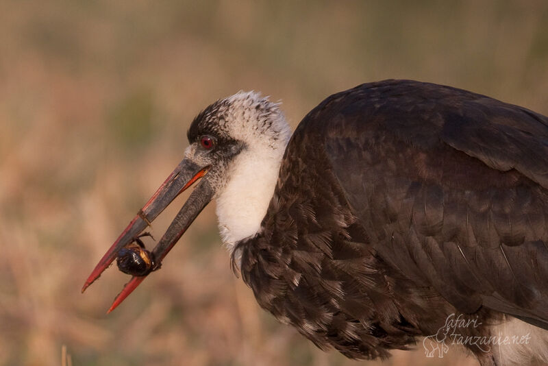 Woolly-necked Storkadult, close-up portrait, feeding habits
