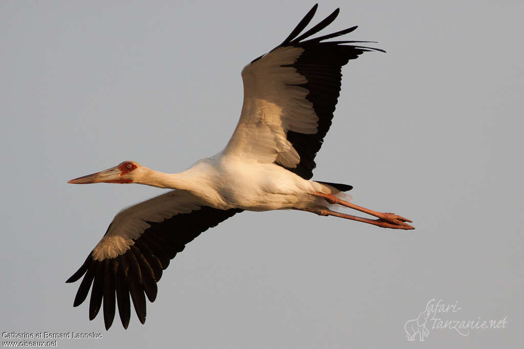 Maguari Storkadult, pigmentation, Flight