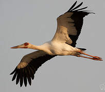 Maguari Stork