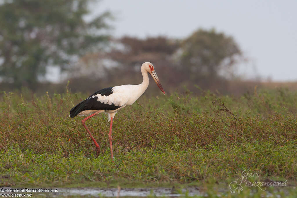 Cigogne maguariadulte, identification