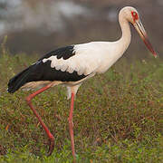 Maguari Stork