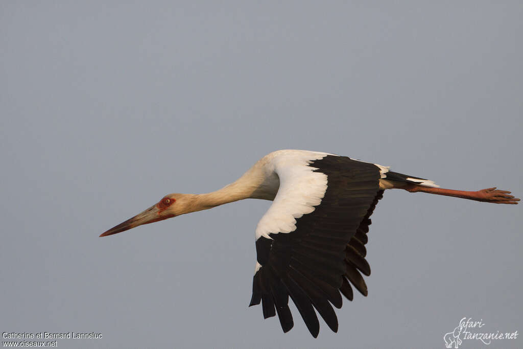 Cigogne maguariadulte, pigmentation, Vol