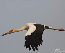 Maguari Stork