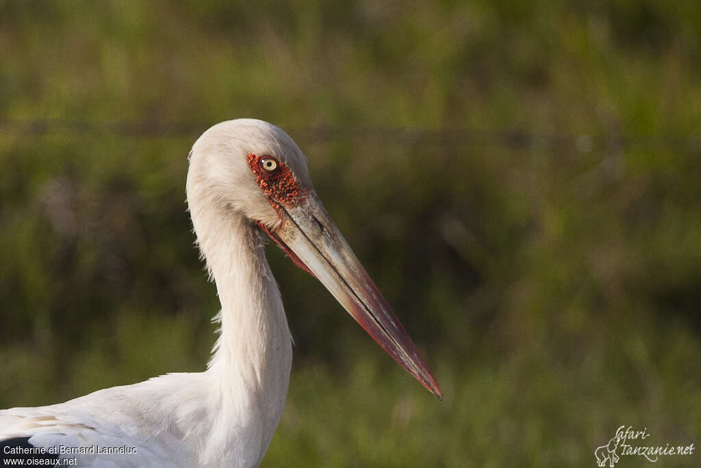 Maguari Storkadult, close-up portrait