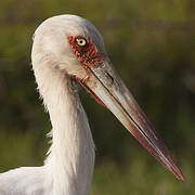 Cigogne maguari