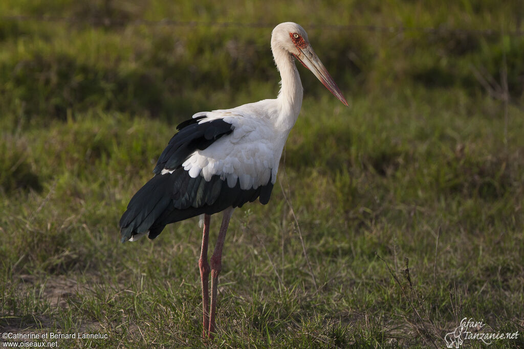 Maguari Storkadult, identification