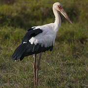 Maguari Stork