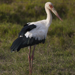 Cigogne maguari