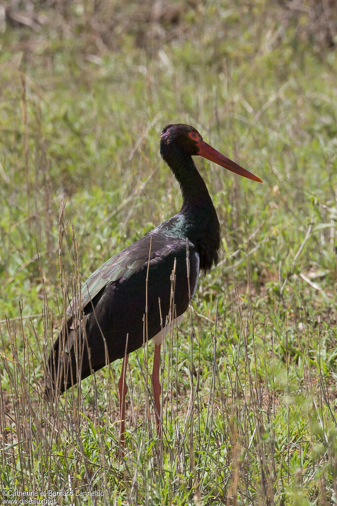 Cigogne noire