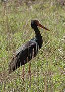 Black Stork