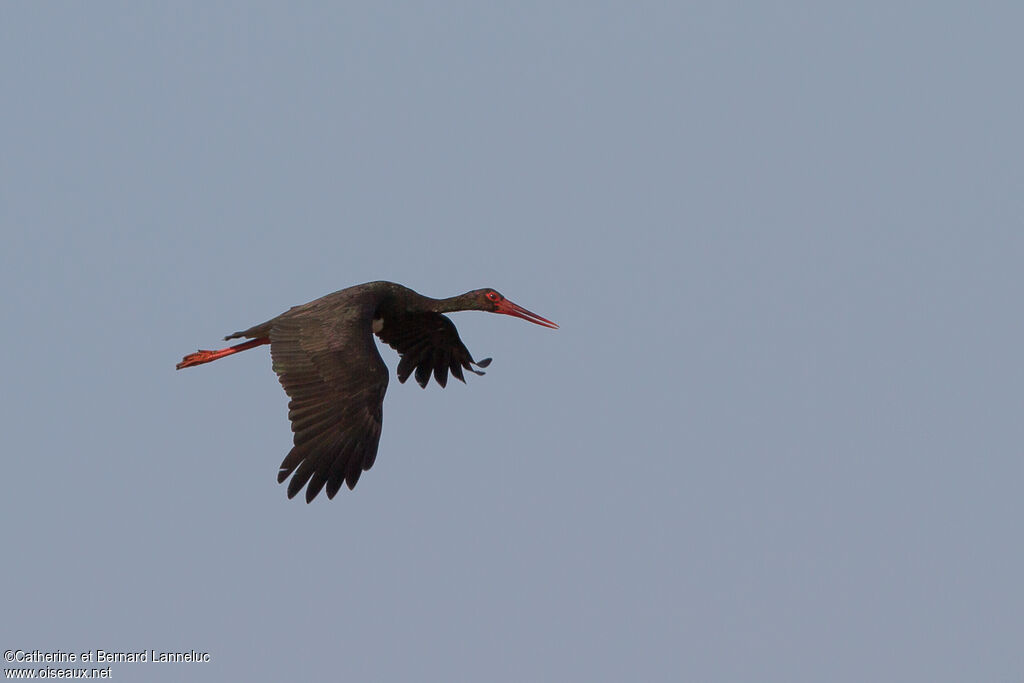 Cigogne noire, Vol