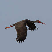 Black Stork