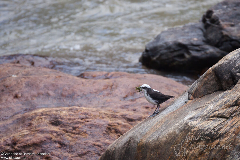 White-capped Dipperadult, habitat, Reproduction-nesting, Behaviour