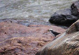 White-capped Dipper