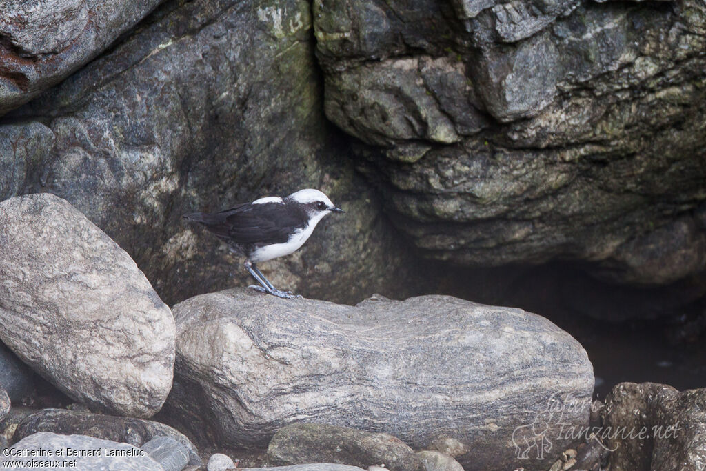 White-capped Dipperadult, identification, Behaviour