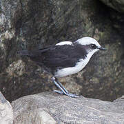 White-capped Dipper