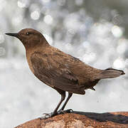 Brown Dipper