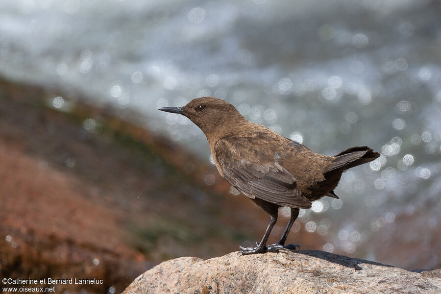 Brown Dipperadult breeding, identification