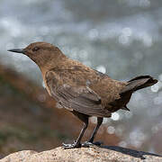 Brown Dipper