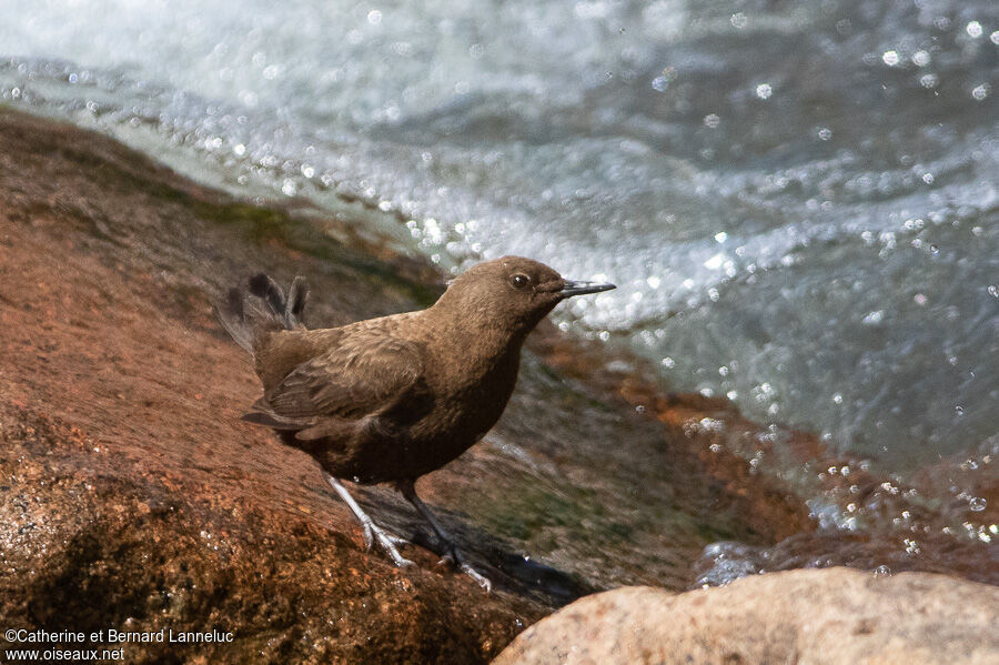 Brown Dipperadult, habitat, Behaviour