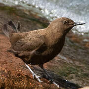 Brown Dipper