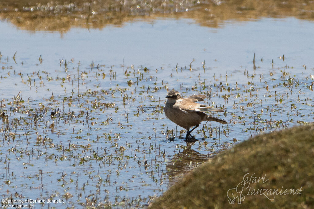 Cinclode à ailes crème