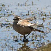 Cream-winged Cinclodes