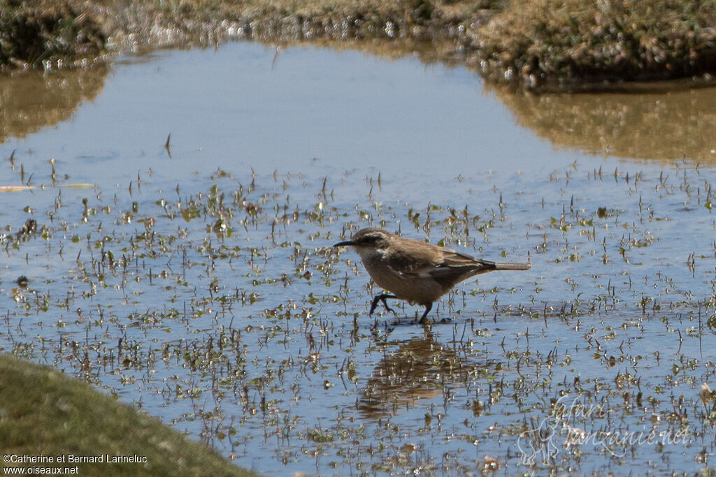 Cream-winged Cinclodes