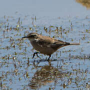 Cream-winged Cinclodes