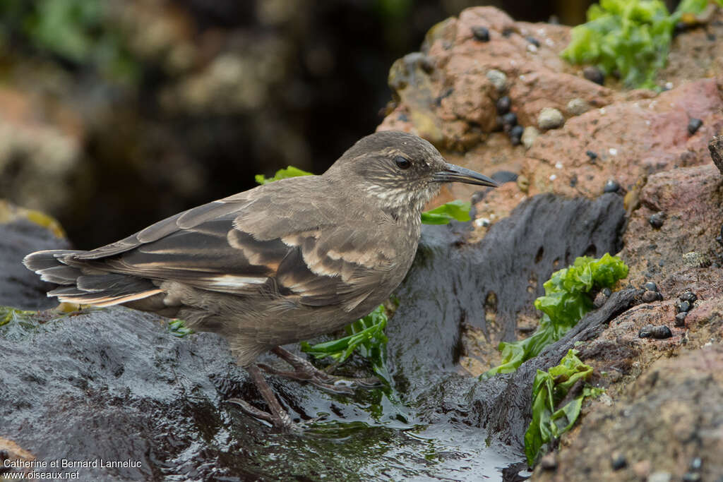 Peruvian Seaside Cinclodesadult, identification