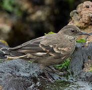 Peruvian Seaside Cinclodes