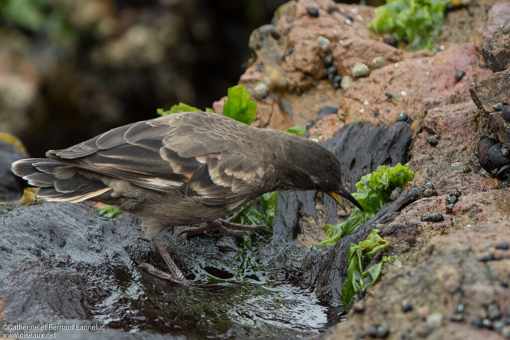 Peruvian Seaside Cinclodesadult, feeding habits