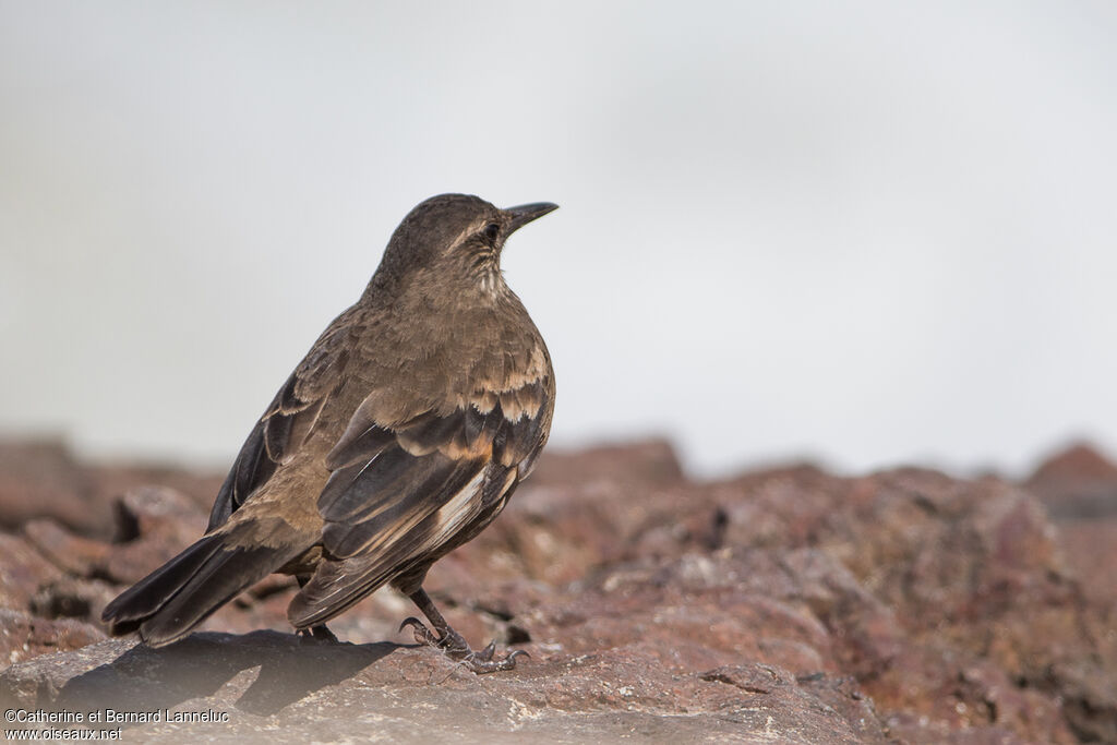 Peruvian Seaside Cinclodes, aspect