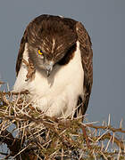 Black-chested Snake Eagle