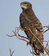 Black-chested Snake Eagle