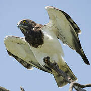 Black-chested Snake Eagle