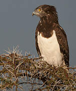 Black-chested Snake Eagle