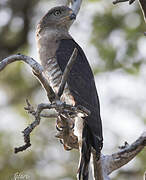 Southern Banded Snake Eagle