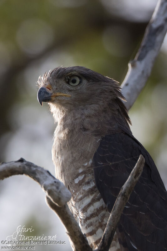Southern Banded Snake Eaglesubadult, close-up portrait